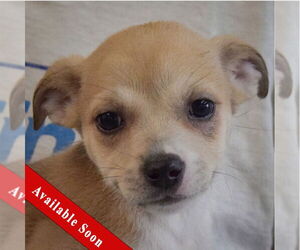 Chiweenie Dogs for adoption in Huntley, IL, USA