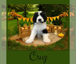 Small #1 Bernedoodle-Poodle (Standard) Mix