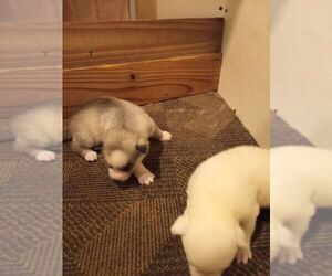 Siberian Husky Puppy for sale in FENTON, MO, USA