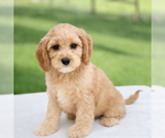 Small #2 Cavapoo (Miniature)