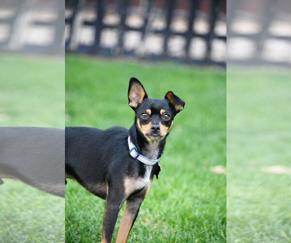 Medium Photo #10 Chipin Puppy For Sale in Sandy, UT, USA