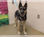 Small German Shepherd Dog Mix