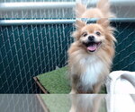 Small Pomeranian Mix