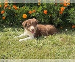 Small #2 Border Collie-Bordoodle Mix