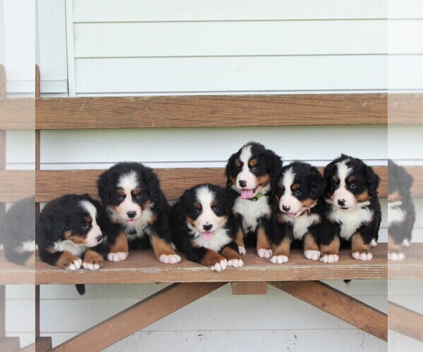 Medium Photo #2 Bernese Mountain Dog Puppy For Sale in EAST EARL, PA, USA