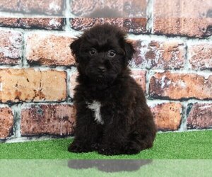 YorkiePoo Puppy for sale in BEL AIR, MD, USA
