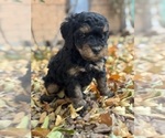 Venice - Female Bernedoodle (Miniature) Puppy for Sale - Photo #10