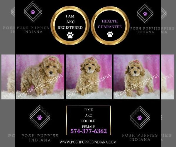 Medium Photo #2 Poodle (Toy) Puppy For Sale in WARSAW, IN, USA