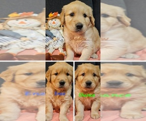 Golden Retriever Puppy for Sale in MOUNT GILEAD, North Carolina USA