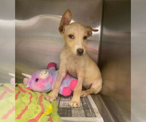 Labrador Retriever Dogs for adoption in San Antonio, TX, USA