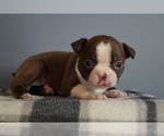Puppy Violet Boston Terrier