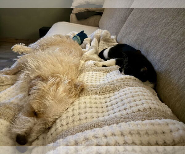 Medium Photo #6 Mutt Puppy For Sale in Rosenberg, TX, USA