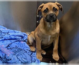 Boxer-Unknown Mix Dogs for adoption in Orange, CA, USA