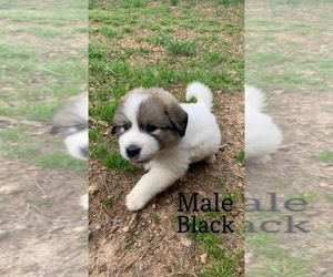 Great Pyrenees Puppy for sale in DANIELSVILLE, GA, USA