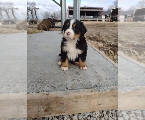 Medium Photo #3 Bernese Mountain Dog Puppy For Sale in MEMPHIS, MO, USA