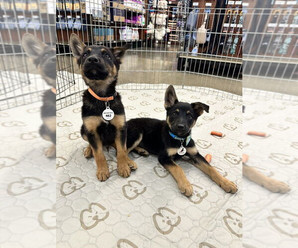 Medium Photo #1 German Shepherd Dog-Unknown Mix Puppy For Sale in West Sacramento, CA, USA