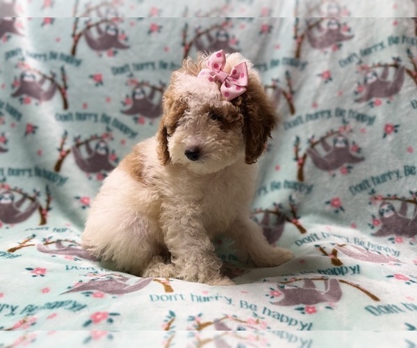Medium Photo #7 Poodle (Miniature) Puppy For Sale in LAKELAND, FL, USA
