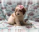 Small #6 Poodle (Miniature)
