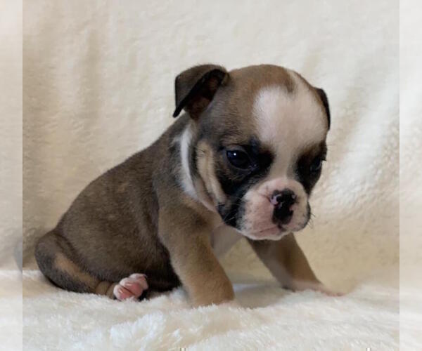 Medium Photo #6 English Bulldog Puppy For Sale in CHARLESTON, SC, USA
