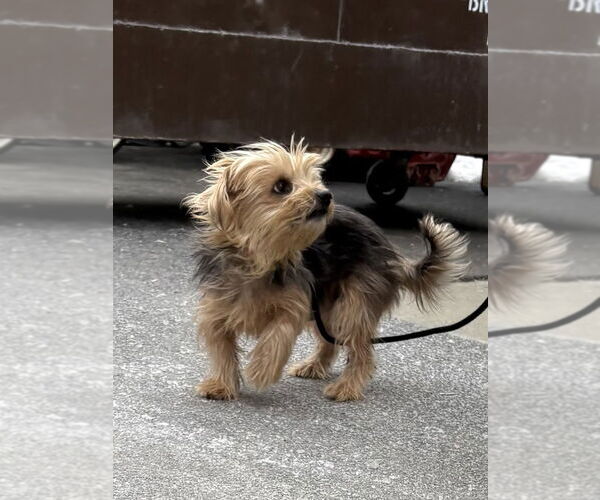 Medium Photo #1 Mutt Puppy For Sale in Utica, NY, USA