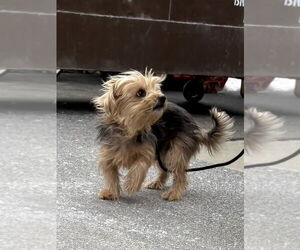 Mutt Dogs for adoption in Utica, NY, USA