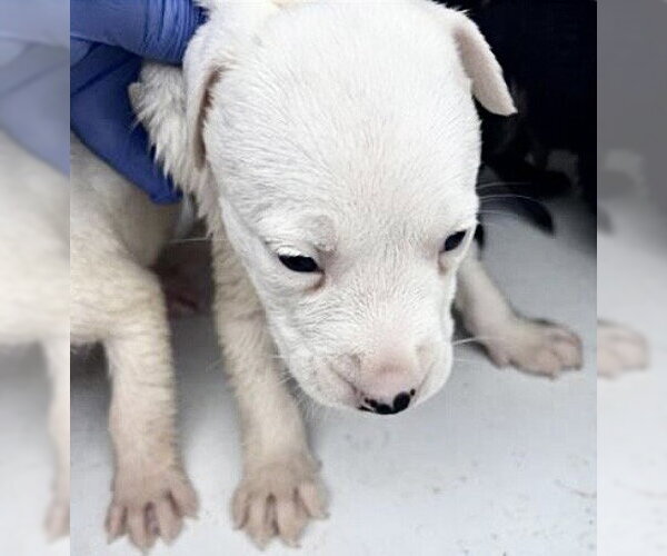 Medium Photo #1 Mutt Puppy For Sale in Houston, TX, USA