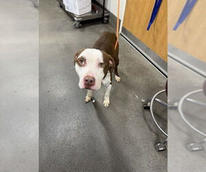 Labrador Retriever-Unknown Mix Dogs for adoption in Forestville, MD, USA
