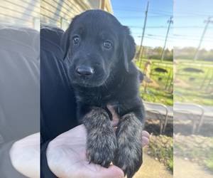 Golden Shepherd Puppy for sale in ORRVILLE, OH, USA