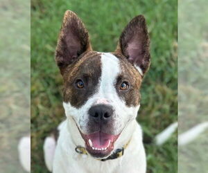 Mutt Dogs for adoption in Canton, CT, USA