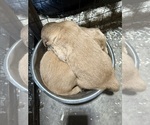 Small #6 Golden Retriever