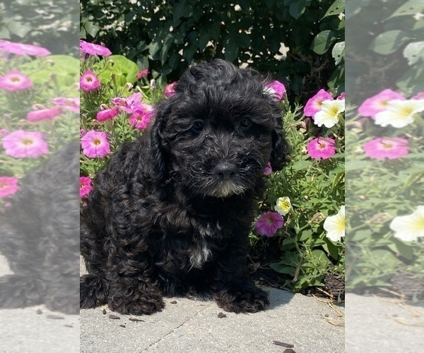 Medium Photo #1 Lhasa Apso-Poodle (Toy) Mix Puppy For Sale in CANOGA, NY, USA