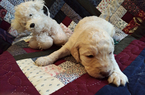 Small Photo #6 Goldendoodle Puppy For Sale in PELHAM, NH, USA