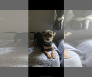 Chorkie Puppy for sale in EVANSVILLE, IN, USA