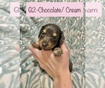 Puppy Pink Dachshund