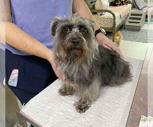 Mutt Dogs for adoption in Benton, LA, USA