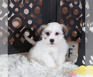 Zuchon Puppy for sale in MOUNT VERNON, OH, USA