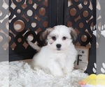 Small Photo #1 Zuchon Puppy For Sale in MOUNT VERNON, OH, USA