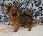 Small Photo #14 Yoranian Puppy For Sale in ELKTON, KY, USA