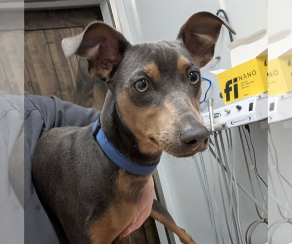 Medium Photo #1 Doberman Pinscher Puppy For Sale in Chico, CA, USA