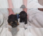 Small Photo #1 Poovanese Puppy For Sale in AMADO, AZ, USA
