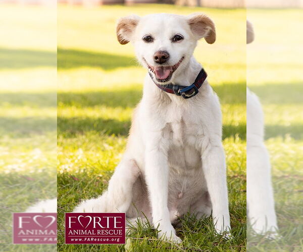 Medium Photo #6 Pomeagle Puppy For Sale in Marina del Rey, CA, USA