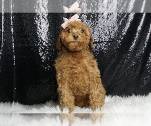 Cavapoo Puppy for sale in WARSAW, IN, USA