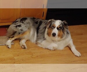 Mother of the Australian Shepherd puppies born on 03/31/2024