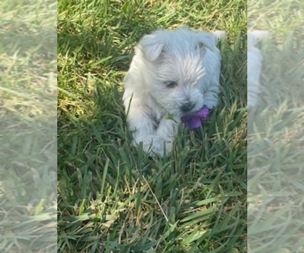 Medium Photo #2 West Highland White Terrier Puppy For Sale in FILLMORE, CA, USA