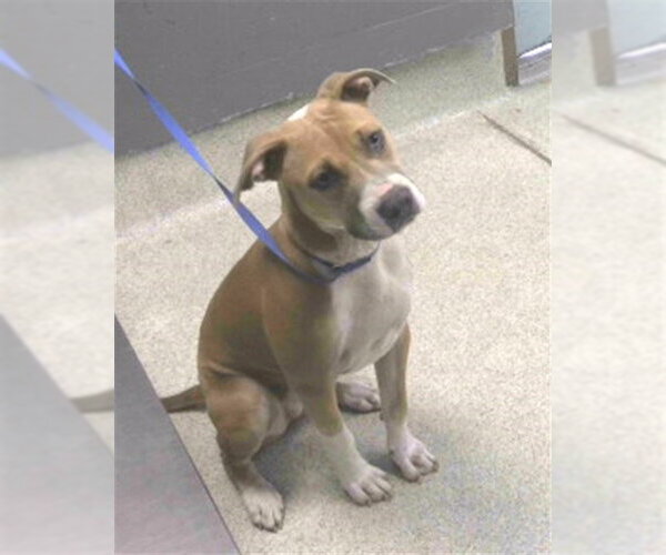 Medium Photo #1 American Pit Bull Terrier-Unknown Mix Puppy For Sale in Tallahassee, FL, USA
