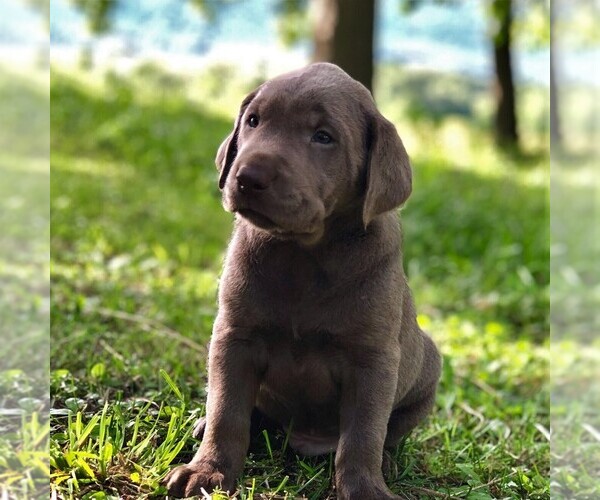 View Ad: Labrador Retriever Puppy for Sale near France