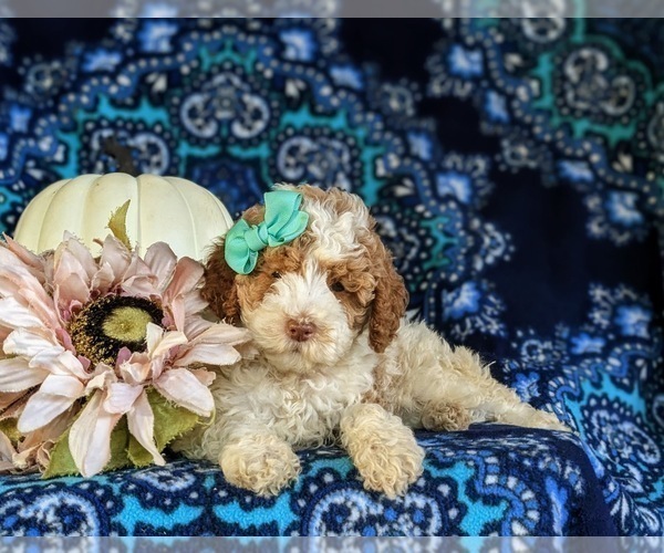 Medium Photo #4 Poodle (Miniature) Puppy For Sale in BIRD IN HAND, PA, USA