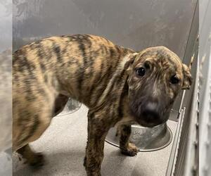 Labrador Retriever-Staffordshire Bull Terrier Mix Dogs for adoption in Grasswood, Saskatchewan, Canada