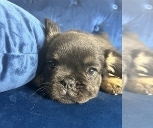 French Bulldog Puppy for sale in CHARLOTTE, NC, USA