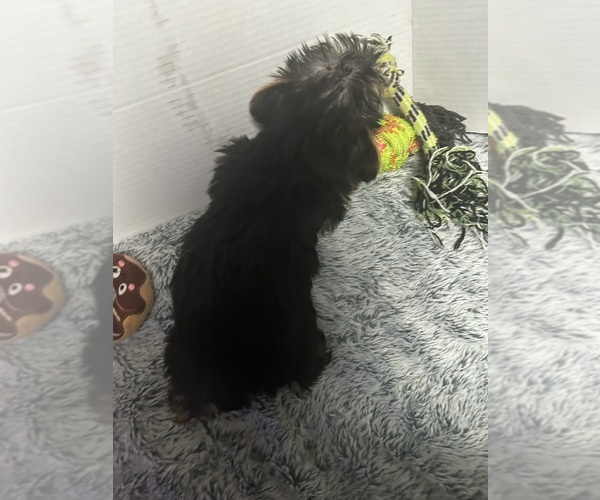 Medium Photo #4 Yorkshire Terrier Puppy For Sale in MARTIN, GA, USA